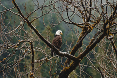 Bald Eagle Sitting On Branch