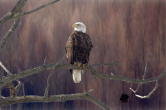 Bald Eagle Sitting On Branch