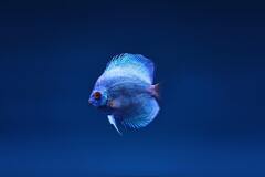 Blue Discus Fish