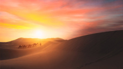 Camel Walking In The Desert