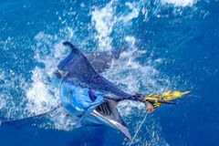 Blue Marlin (Blue Marlin Billfish)