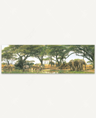 York Safari Peel And Stick Border