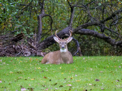 COVID-19 virus is evolving rapidly in white-tailed deer