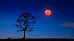 Full Moon in May 2022: Blood Flower Moon | by Star Walk | Medium