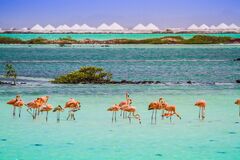 Bonaire (Bonaire Island Flamingos)