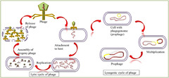 Positive and negative aspects of bacteriophages and their immense ...