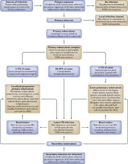 Urogenital tuberculosis — epidemiology, pathogenesis and clinical ...