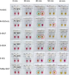 Development of loop-mediated isothermal amplification (LAMP ...