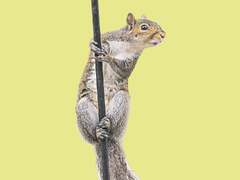 The secret lives of grey squirrels: 'The telly was off the wall, plates ...