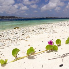 Gotomeer | Bonaire, Caribbean | Attractions - Lonely Planet