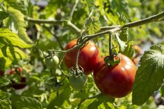 Grow the best tomatoes by identifying and treating common troubles ...