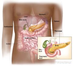 Pancreatic Cancer Treatment - NCI