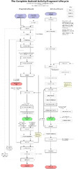 Android Activity and Fragment Lifecycle