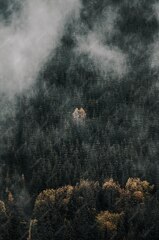 Premium Photo | Aerial top view of misty forest trees in forest in ...