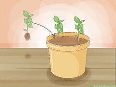 3 Ways to Grow Bell Peppers Indoors - wikiHow