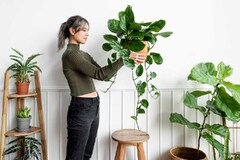 Fiddle-leaf fig