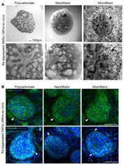 Bioengineering |-Text | Salivary Gland Bioengineering