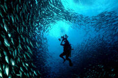 Bonaire Blue Fish | s