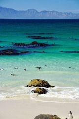 How%20to%20Visit%20the%20Penguin%20Beach%20in%20South%20Africa