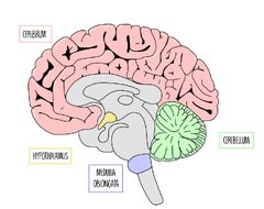 Medulla oblongata