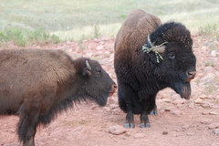 Bison - Wind Cave National Park (U.S. National Park Service)