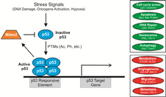 Cancers |-Text | p53 Acetylation: Regulation and ...