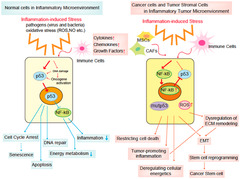 Cancers |-Text | Role of p53 in the Regulation of the ...