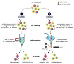 Cancers |-Text | The Role of Cancer Stem Cells in ...