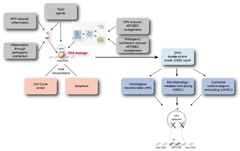 Cancers |-Text | Causes and Consequences of HPV ...