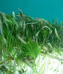 Integrative plant responses: How seagrasses adjust to light ...