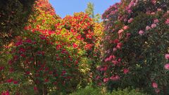 Fiori di vetro a villa Carlotta - MG Marketing Giardinaggio, fiori ...