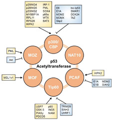 Cells |-Text | Insights into Regulators of p53 Acetylation