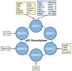 Cells |-Text | Insights into Regulators of p53 Acetylation