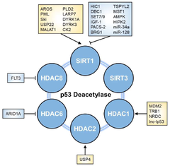 Cells |-Text | Insights into Regulators of p53 Acetylation