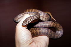 Python%20Melbourne%20%7C%20Plenty%20of%20baby%20Pythons%20that%20make%20GREAT%20Pets