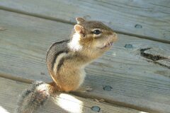 Red and Grey Squirrels in Canada and Ireland