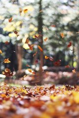 Swirling autumn leaves falling tree | Photo - rawpixel