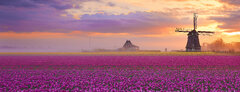 Tulip Fields, Netherlands