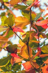 Autumn Leaves On Tree | Photo - rawpixel