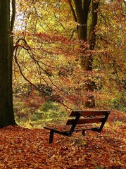 Beautiful Autumn forest background. | Photo - rawpixel