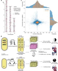 Functional%20profiling%20of%20long%20intergenic%20non-coding%20RNAs%20in%20fission%20...