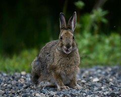 Snowshoe%20Hares%20at%20Isle%20Royale:%20Scientific%E2%80%A6%20%7C%20National%20Park%20Foundation