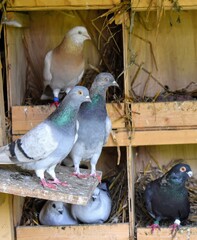 Visiting%20My%20Pigeons%20at%20the%20Farm%20-%20The%20Martha%20Stewart%20Blog