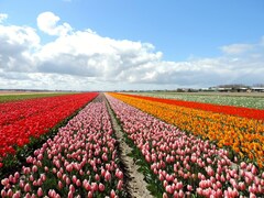 Tulip Time in The Netherlands – Microtripping