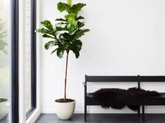 Ficus Lyrata Fiddle Leaf