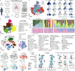 Unraveling the principles of mammary gland branching morphogenesis ...