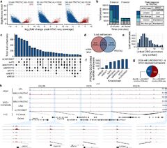 Long%20non-coding%20RNAs%20direct%20the%20SWI/SNF%20complex%20to%20cell-specific%20...