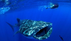 Swimming With Whale Sharks