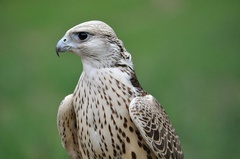 Falcon Stock Photo - Public Domain