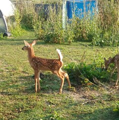 Everything You Want To Know About White-Tailed Deer — Fox Run ...